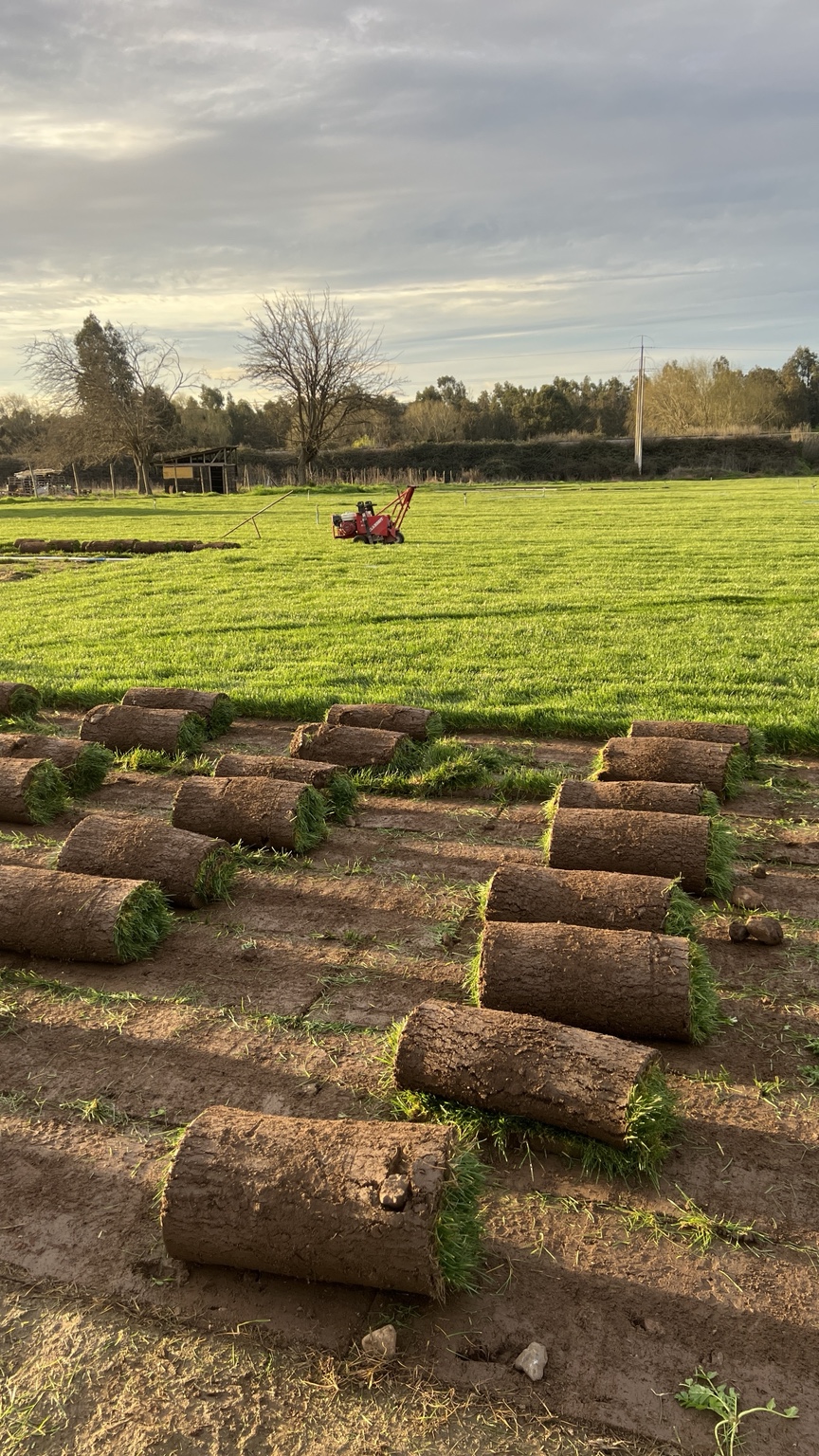 Rollos cosechados en el campo
