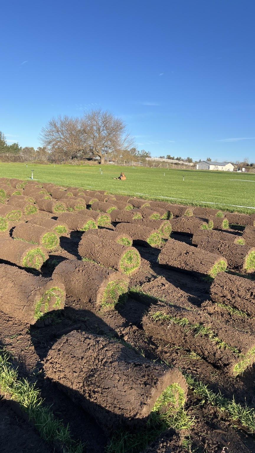 Rollos de pasto cosechados en el predio Araucaria Jardines