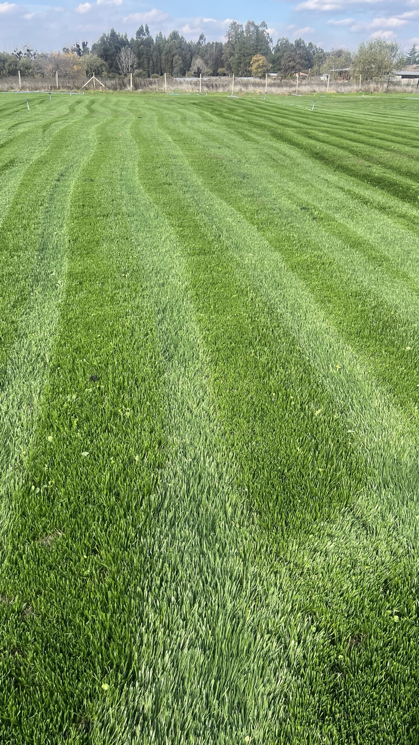 Predio verde de producción de pasto en rollo Araucaria Jardines