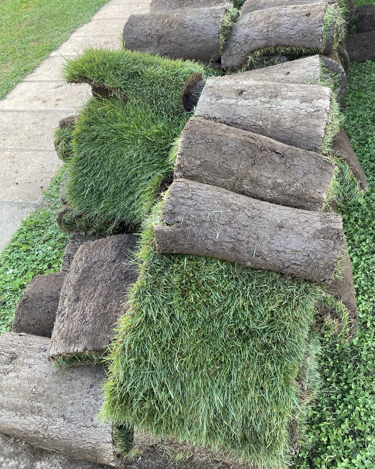 Pasto en rollo listo para entrega