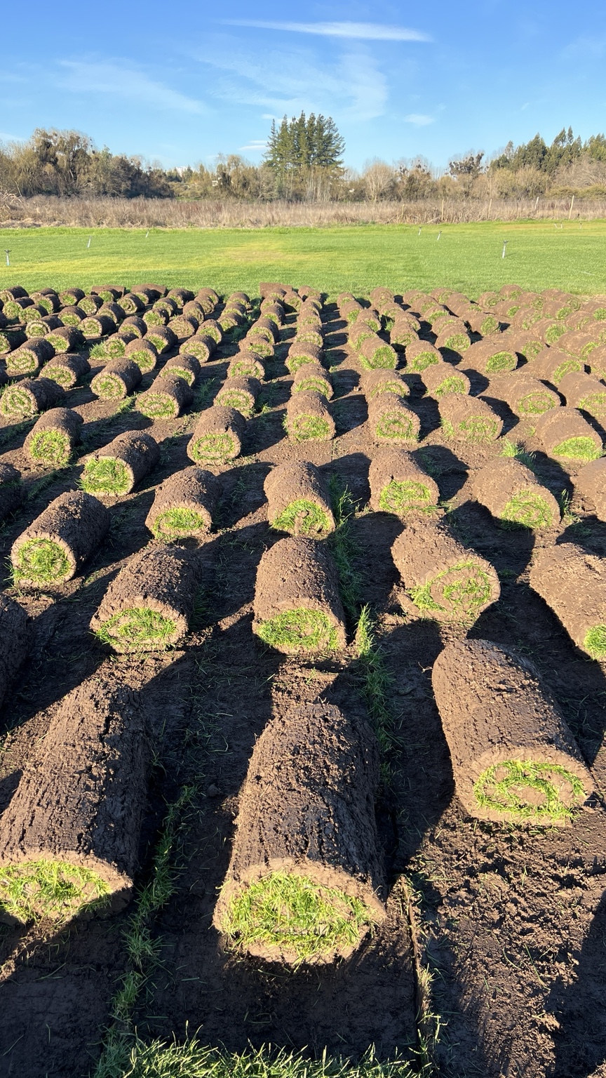 Rollos de pasto preparados para retiro en predio