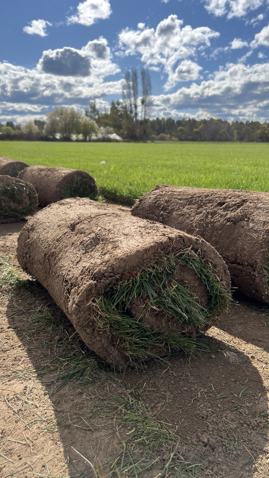 Rollos de pasto recién cosechados