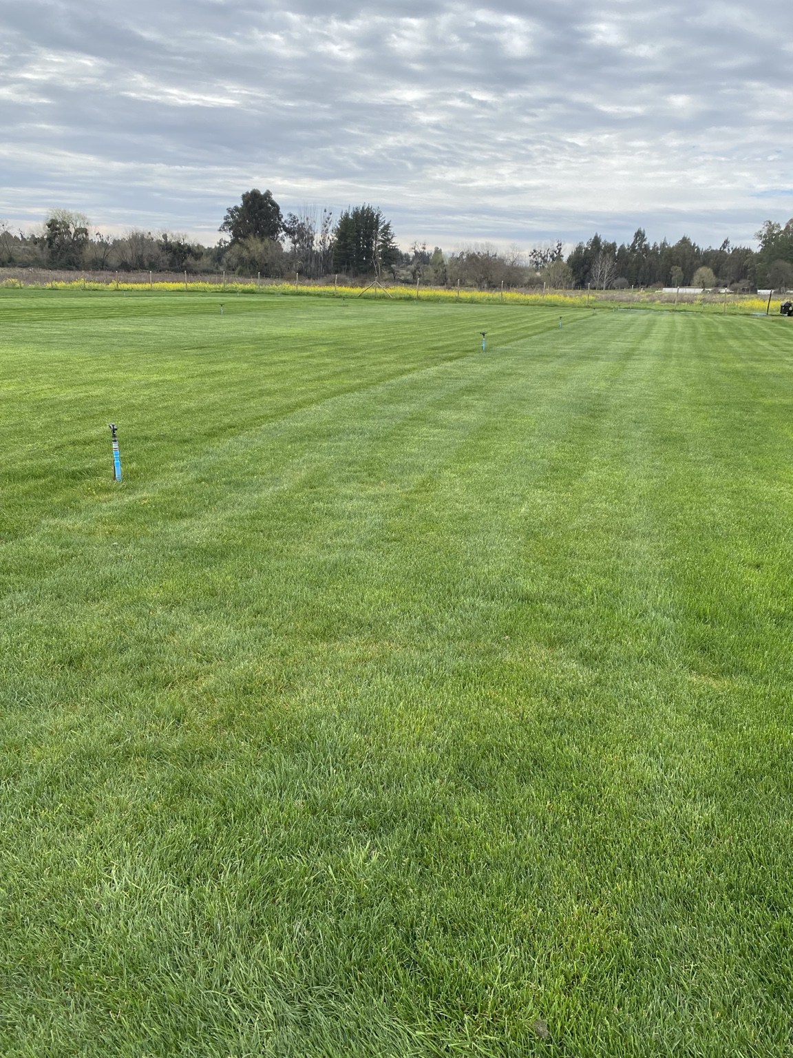 Producción propia de pasto en rollo en la Región del Maule